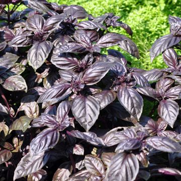 Purple basil plant