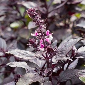 purple basil flower