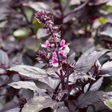 purple basil flower