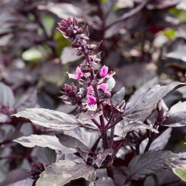 purple basil flower