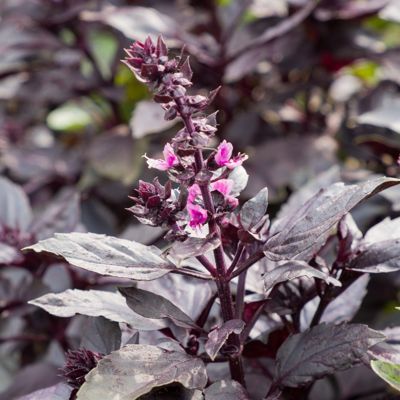purple basil flower