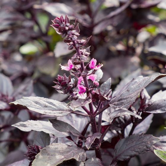 purple basil flower