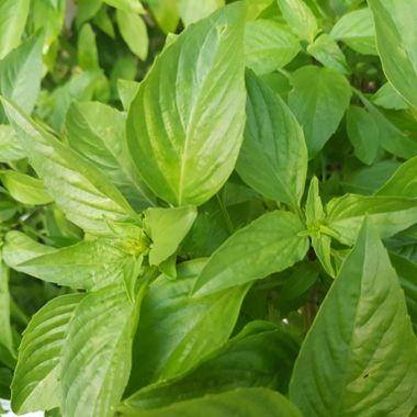 Thai basil plant