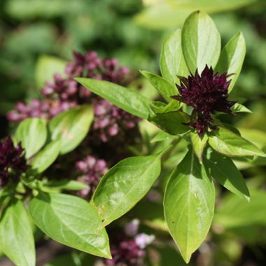 Thai basil flower