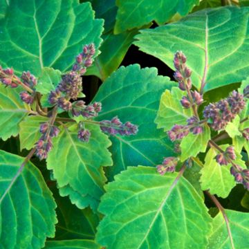 Patchouli with bloom