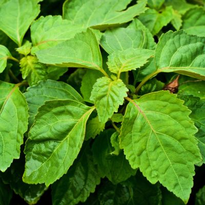 Patchouli leaves
