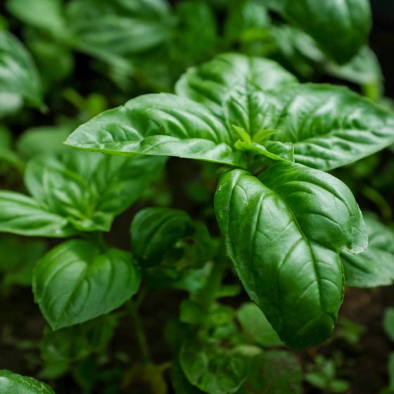 Green Basil leaves on plant
