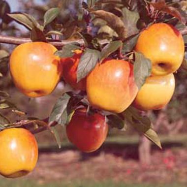 Photo of Stark® Blushing Golden™ Apple Tree