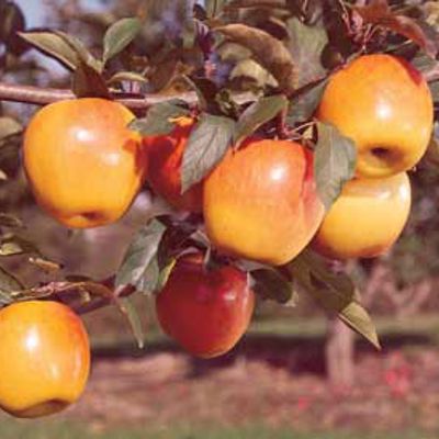 Photo of Stark® Blushing Golden™ Apple Tree
