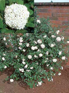 Photo of Viburnum Juddii Plant