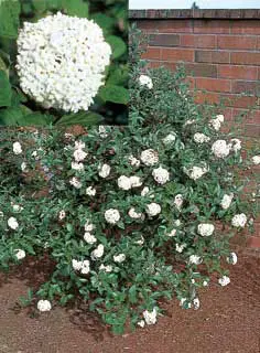 Photo of Viburnum Juddii Plant