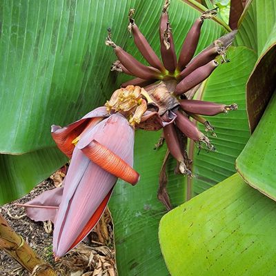 bloom of a sumantrana banana