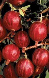 Photo of Captivator Gooseberry Plant