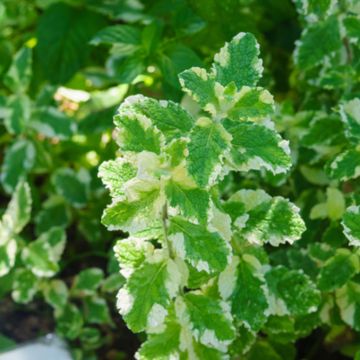 variegated mint leaves