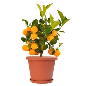 Photo of citrus tree in pot and saucer.