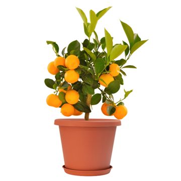 Photo of citrus tree in pot and saucer.