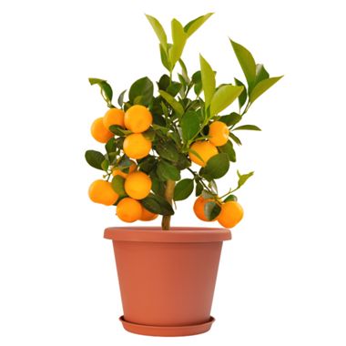 Photo of citrus tree in pot and saucer.