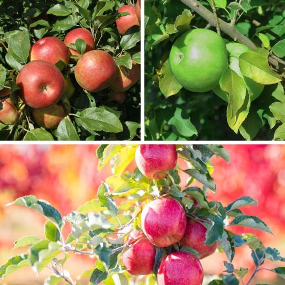 Honeycrisp, Pink Lady, Granny Smith