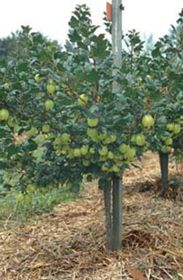 Photo of Poorman Gooseberry Plant