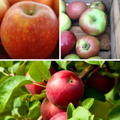 Three apple varieties