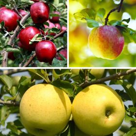 Three different apple varietes