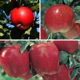 Three different apple varietes
