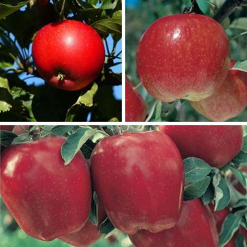 Three different apple varietes