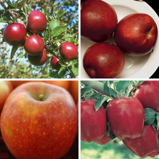 4 apple varieties