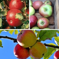 3 different apple varieties