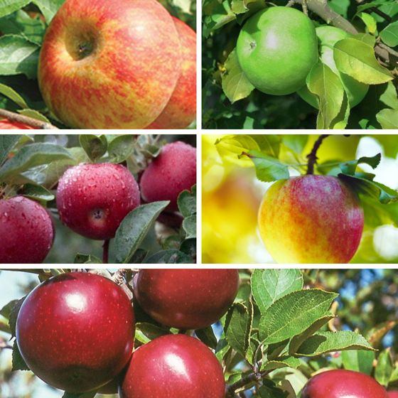 5 apple varieties