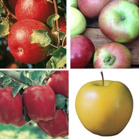 4 apple varieties