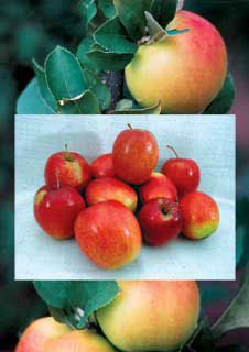 Photo of Antique Apple Assortment