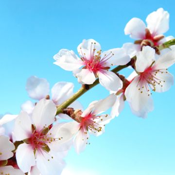 White almond blooms on tree