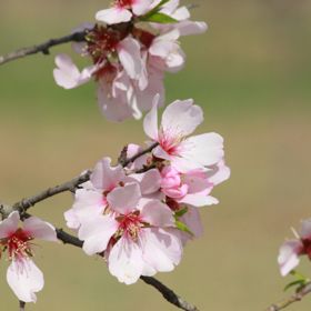 Nonpareil Almond Bloom