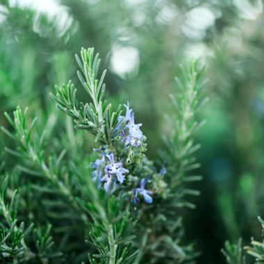 Planted rosemary with blooms