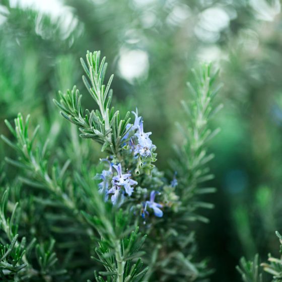 Planted rosemary with blooms
