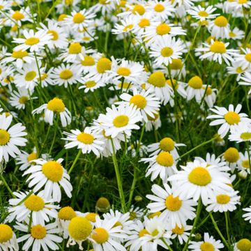 large array of chamomile flowers