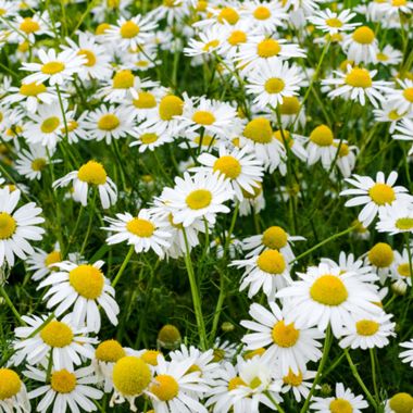 large array of chamomile flowers