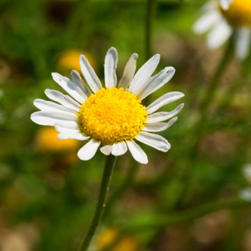 Roman chamomile single flower