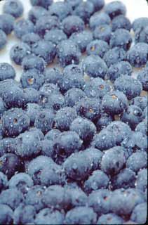 Photo of Northsky Blueberry Plant