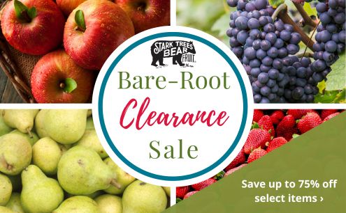 Bare-Root Clearance Sale SHOP NOW!