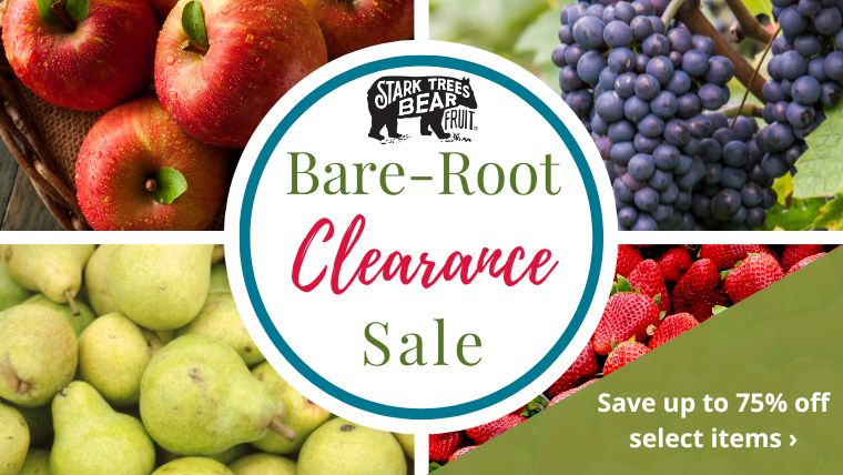 Bare-Root Clearance Sale SHOP NOW!