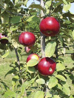 Photo of SnappyMac® Apple Tree