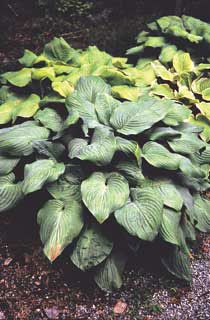 Photo of Fried Green Tomato Hosta Plant