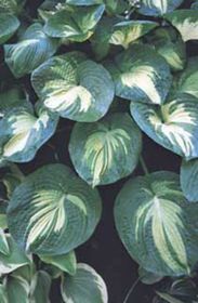 Photo of Great Expectations Hosta Plant