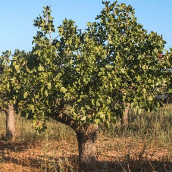 Mature Pistachio Tree