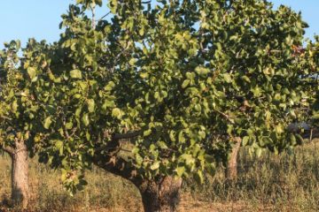 Mature Pistachio Tree