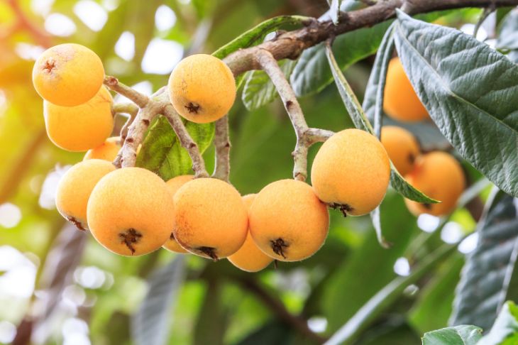 Loquat Fruit on Trees