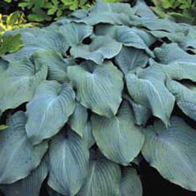 Photo of Blue Angel Hosta Plant