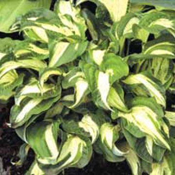Photo of Allegan Fog Hosta Plant